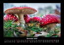 Pilzkalender Fotokalender 2027 - 11