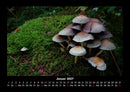 Pilzkalender Fotokalender 2027 - 1
