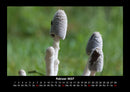 Pilzkalender Fotokalender 2027 - 2