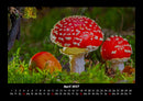 Pilzkalender Fotokalender 2027 - 4