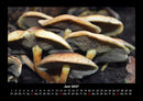Pilzkalender Fotokalender 2027 - 6