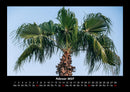 Palmentraum Fotokalender 2027 - 2