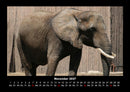 Elefanten - Die sanften Riesen Afrikas Fotokalender 2027 - 11