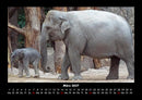 Elefanten - Die sanften Riesen Afrikas Fotokalender 2027 - 3