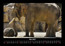 Elefanten - Die sanften Riesen Afrikas Fotokalender 2027 - 5