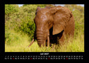 Elefanten - Die sanften Riesen Afrikas Fotokalender 2027 - 7