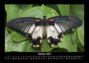 Bunte Pracht der Schmetterlinge Fotokalender 2027 - 10