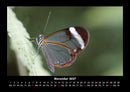 Bunte Pracht der Schmetterlinge Fotokalender 2027 - 11