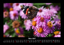Bunte Pracht der Schmetterlinge Fotokalender 2027 - 3