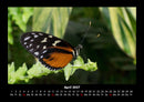 Bunte Pracht der Schmetterlinge Fotokalender 2027 - 4