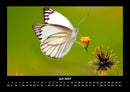 Bunte Pracht der Schmetterlinge Fotokalender 2027 - 7