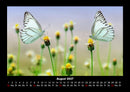 Bunte Pracht der Schmetterlinge Fotokalender 2027 - 8