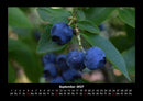 Obstkalender Fotokalender 2027 - 9