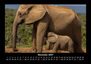Der Elefantenkalender Fotokalender 2027 - 11