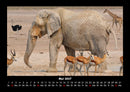 Der Elefantenkalender Fotokalender 2027 - 5
