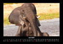 Der Elefantenkalender Fotokalender 2027 - 7
