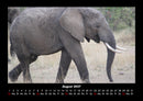 Der Elefantenkalender Fotokalender 2027 - 8
