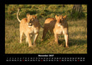 Tiere in der Wildnis Fotokalender 2027 - 11