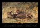 Tiere in der Wildnis Fotokalender 2027 - 2