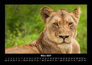 Tiere in der Wildnis Fotokalender 2027 - 3