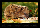 Tiere in der Wildnis Fotokalender 2027 - 5