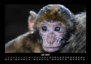Tiere in der Wildnis Fotokalender 2027 - 7