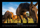 Die Welt der Pferde Fotokalender 2027 - 10