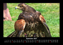 Welt der Vögel Fotokalender 2027 - 9