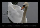 Welt der Vögel Fotokalender 2027 - 10