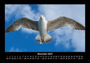 Welt der Vögel Fotokalender 2027 - 11