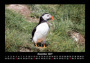 Welt der Vögel Fotokalender 2027 - 12