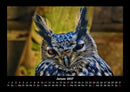 Welt der Vögel Fotokalender 2027 - 1
