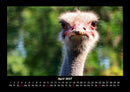 Welt der Vögel Fotokalender 2027 - 4