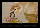 Welt der Vögel Fotokalender 2027 - 5