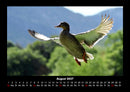 Welt der Vögel Fotokalender 2027 - 8