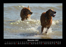 Der Hundekalender Fotokalender 2027 - 11