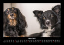 Der Hundekalender Fotokalender 2027 - 3