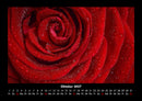 Rosen-Kalender Fotokalender 2027 - 10