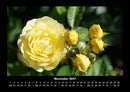 Rosen-Kalender Fotokalender 2027 - 11