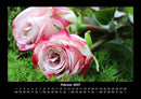 Rosen-Kalender Fotokalender 2027 - 2