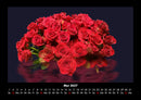 Rosen-Kalender Fotokalender 2027 - 5