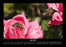 Rosen-Kalender Fotokalender 2027 - 7