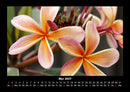 Blumenkalender Fotokalender 2027 - 5