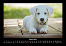 Hundezauber Fotokalender 2027 - 3