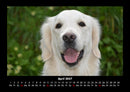 Hundezauber Fotokalender 2027 - 4