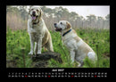 Hundezauber Fotokalender 2027 - 6