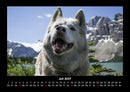 Hundezauber Fotokalender 2027 - 7
