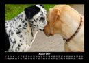 Hundezauber Fotokalender 2027 - 8