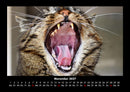 Für Katzenfreunde Fotokalender 2027 - 11
