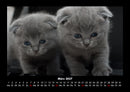 Für Katzenfreunde Fotokalender 2027 - 3